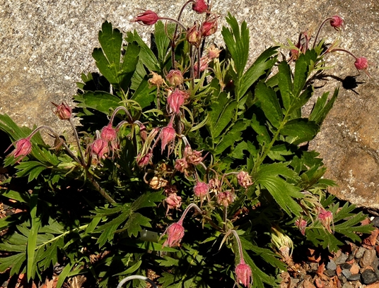 {Geum triflorum}